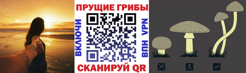 закладка Осинники Галлюциногенные грибы Cubensis